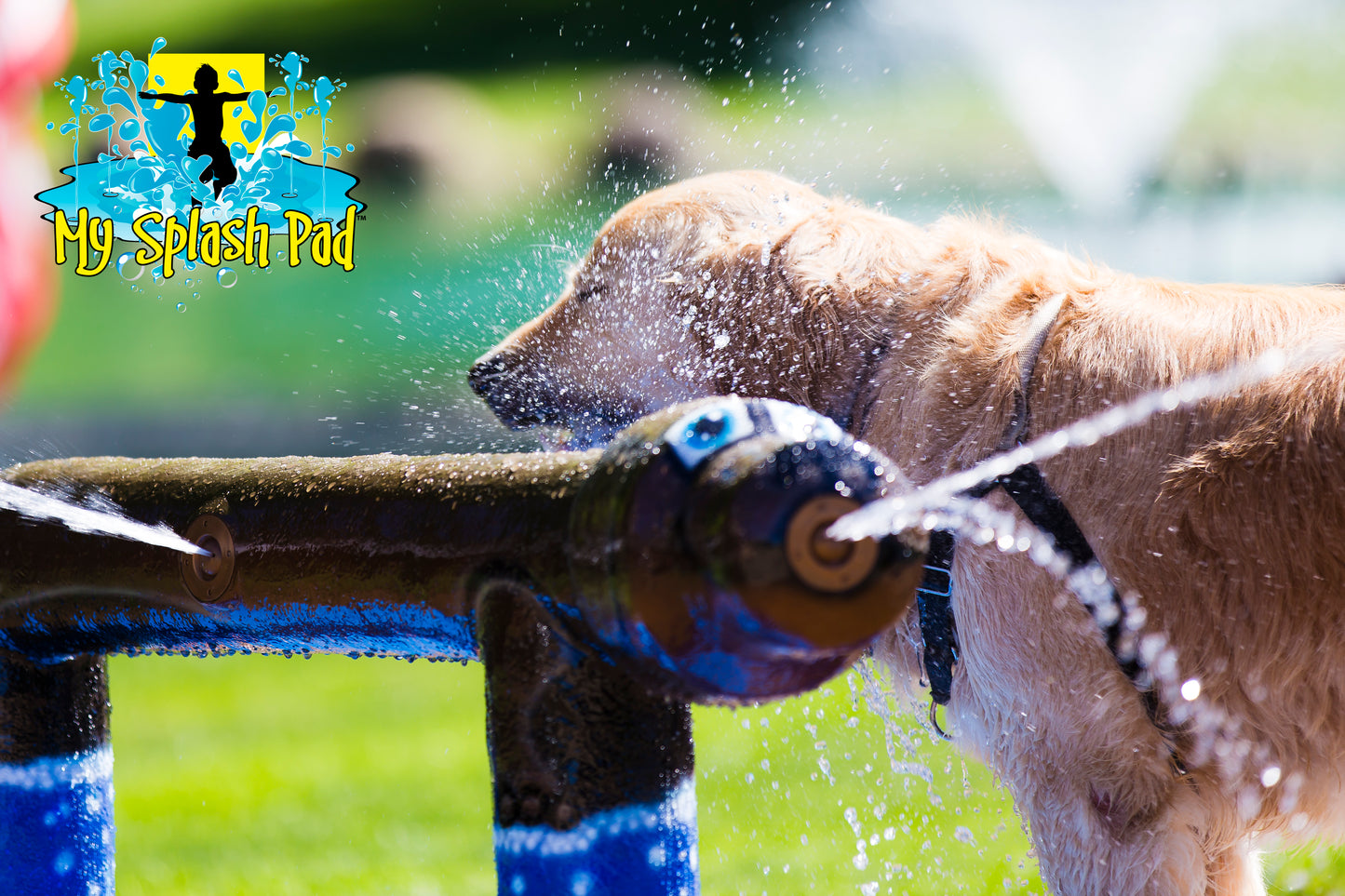 Standing Dog Water Play Features by My portable splash pad. Trees and grass in the background. Sunny day in Ohio. Golden Retriever.