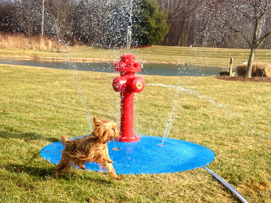 Something special for your pooch - a dog water park!