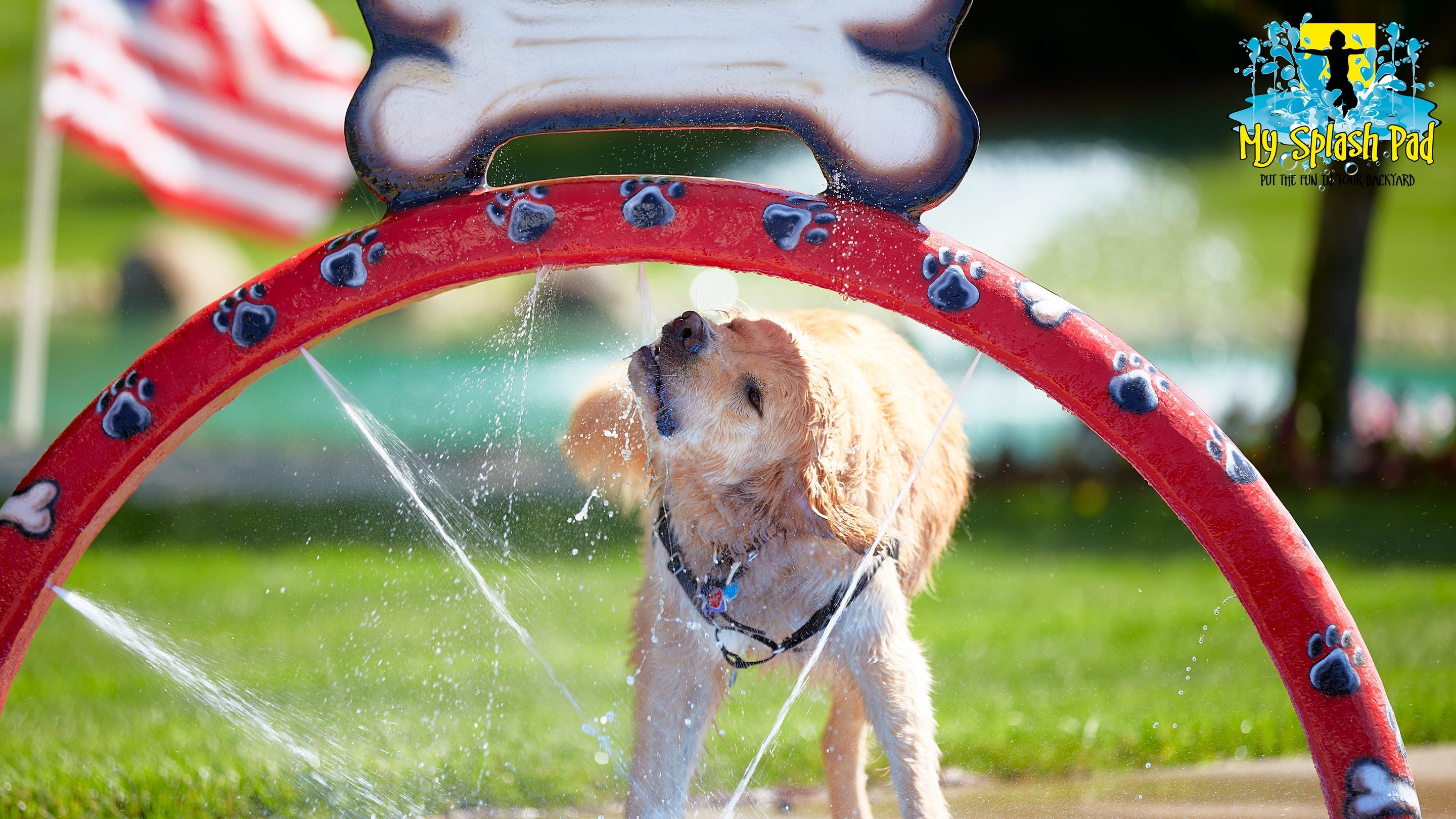 Dog Water Park Features