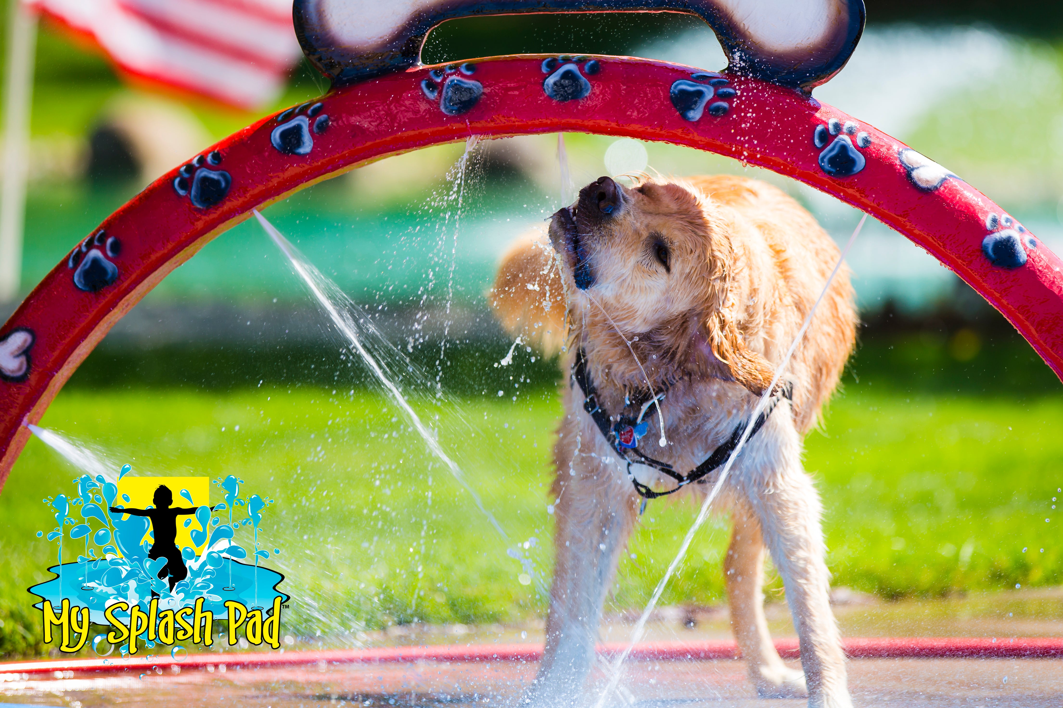 Doggy Wash Water Play Features by My Splash Pad